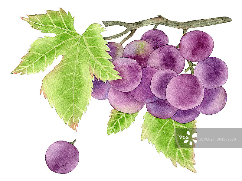 手绘水彩水果葡萄素素材插画图片素材