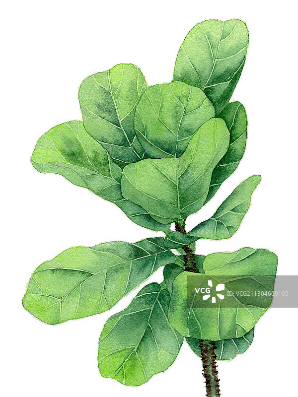 手绘水彩植物绿植琴叶榕元素素材插画图片素材