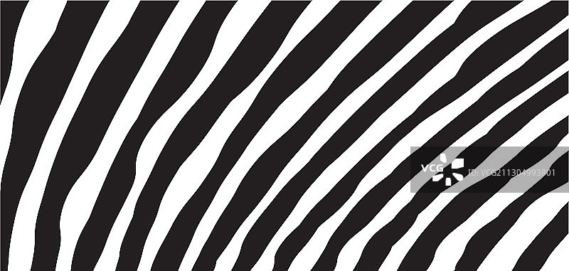 野生斑马波纹黑白相间图片素材