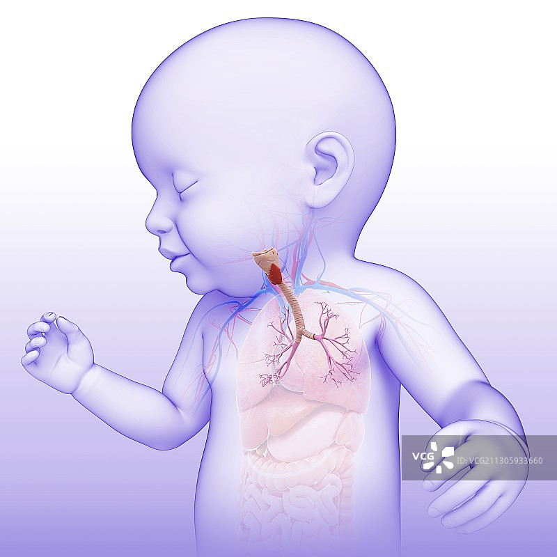 婴儿的气管和支气管，插图图片素材