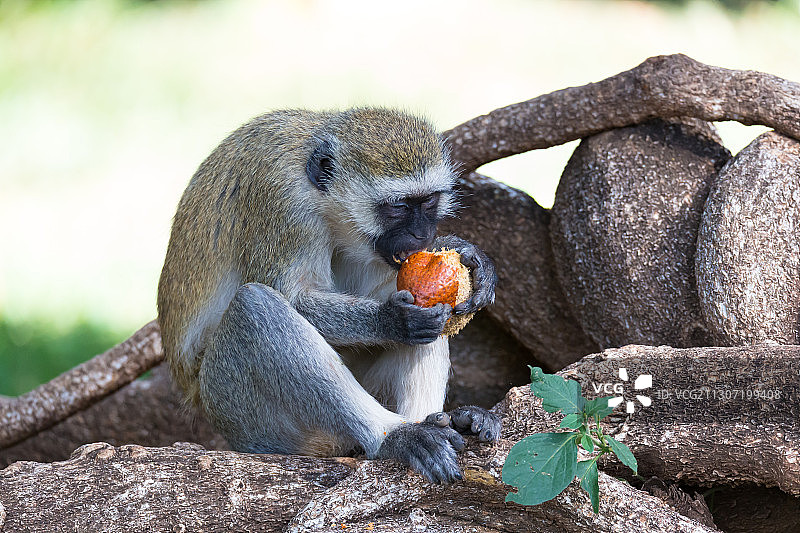 猴子吃水果的特写图片素材