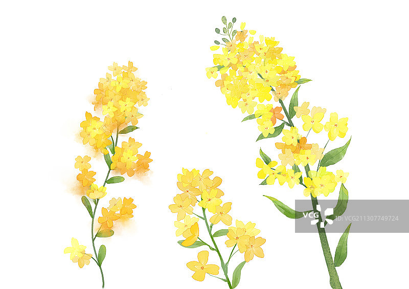 黄绿色水彩风油菜花串植物插画图片素材