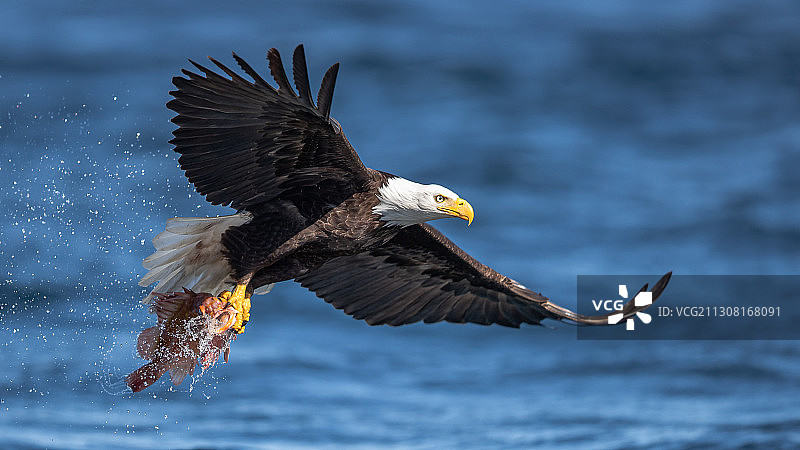近距离的鹰飞过大海，斯图亚特岛，加拿大图片素材