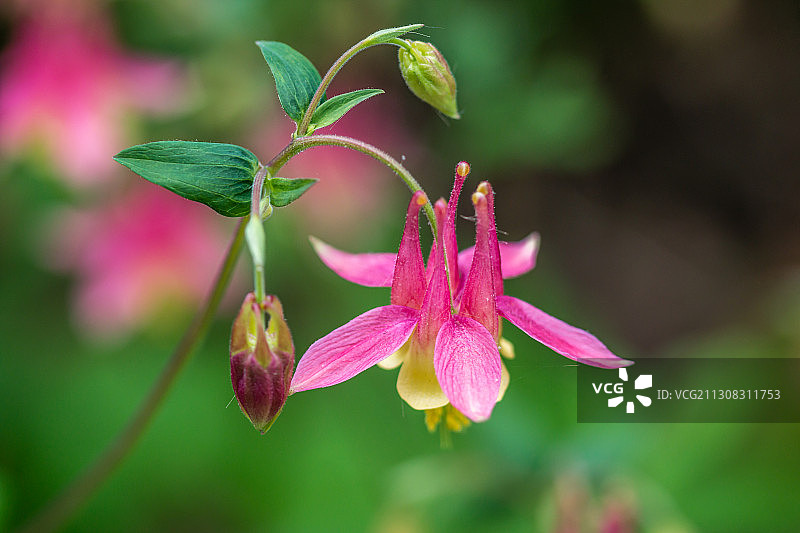 粉红色开花植物的特写，托皮卡，堪萨斯州，美国，美国图片素材