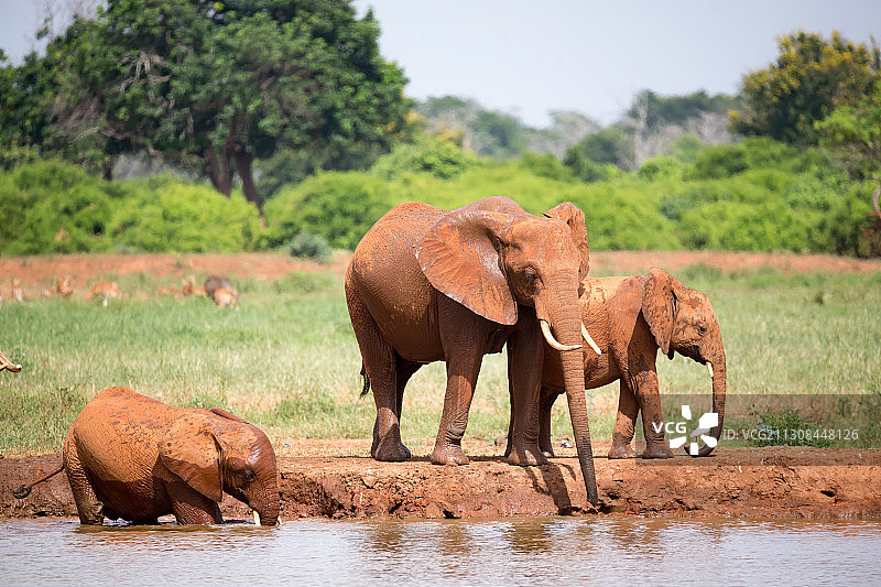 大象家族从水坑里喝水图片素材