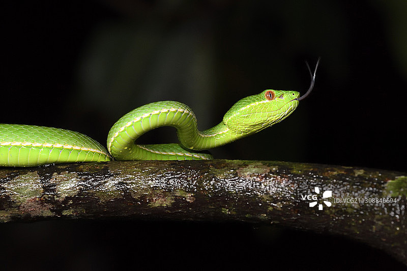 台湾青竹蝰蛇。流行。台东志本森林游憩区图片素材