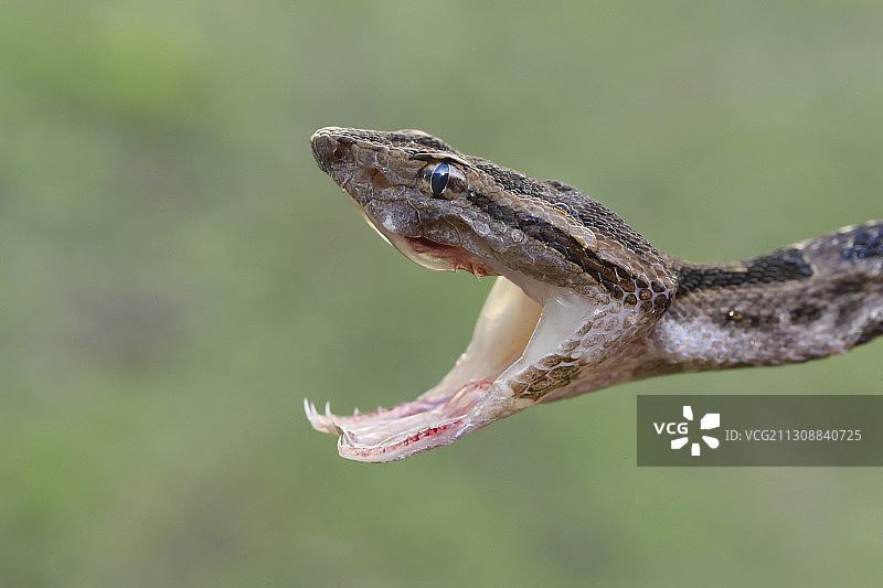 褐斑蝮蛇，原褐斑蝮蛇，死亡标本，台东，台湾图片素材