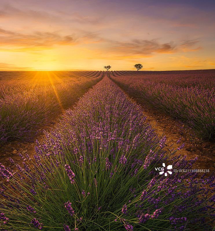 在日落时薰衣草田的风景，法国，弗朗西娅图片素材