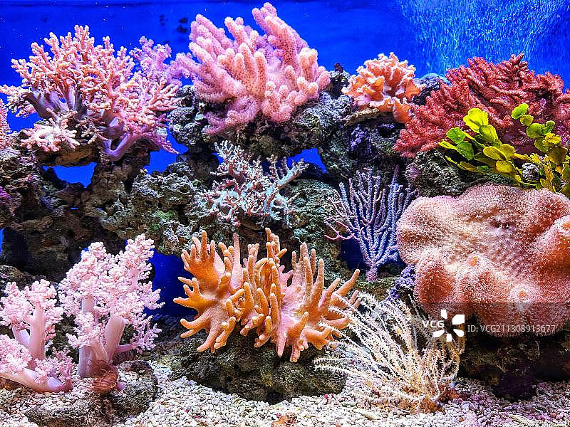 海中珊瑚的特写图片素材