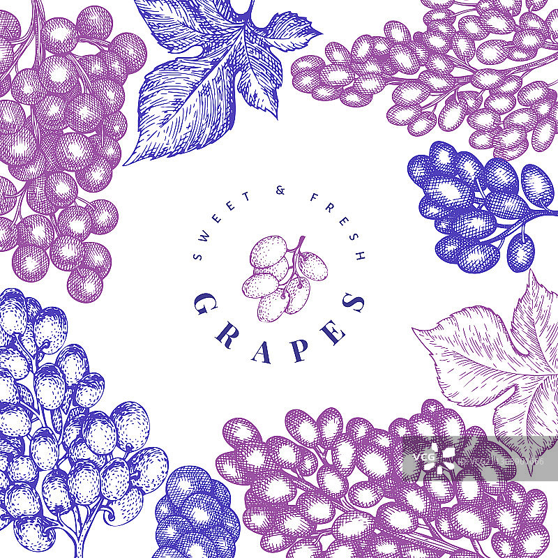 葡萄图案模板手绘葡萄浆果图片素材