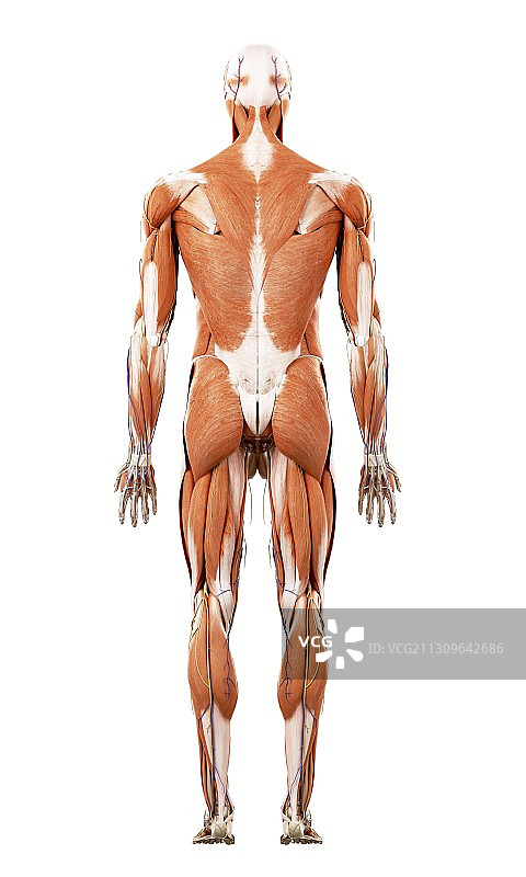 人体肌肉的图解图片素材
