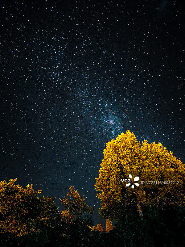 低角度的树木对天空在晚上，新西兰图片素材
