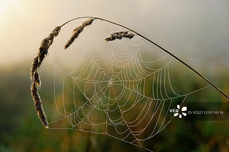 植物上的蜘蛛网特写图片素材