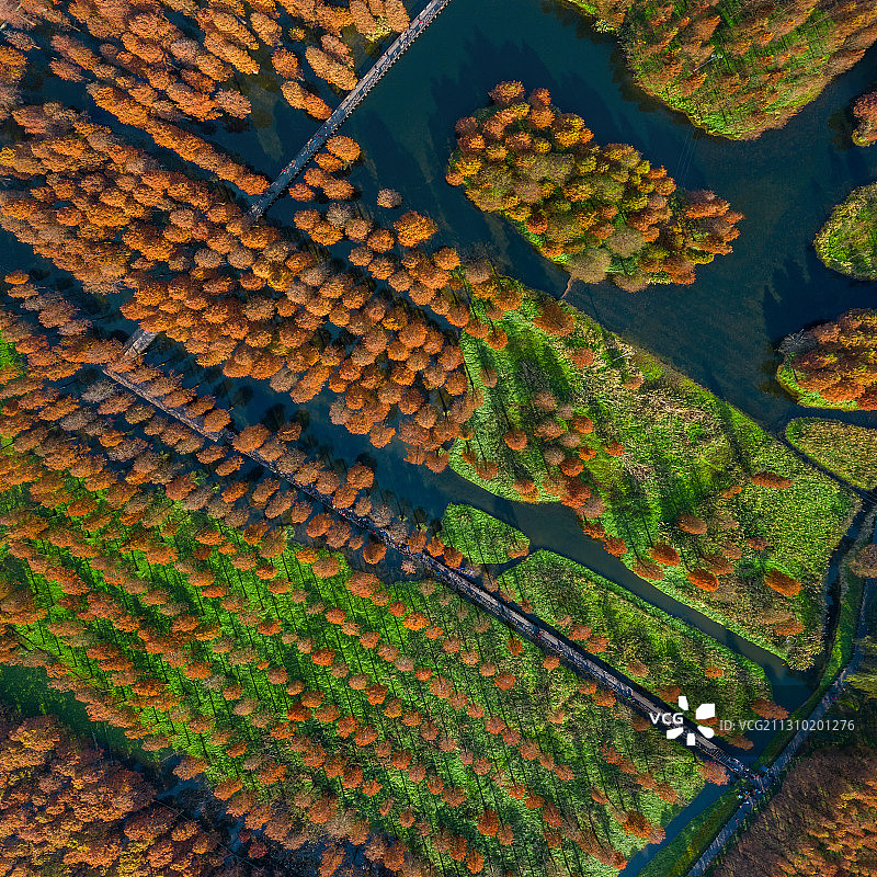 湿地红杉树航拍图片素材