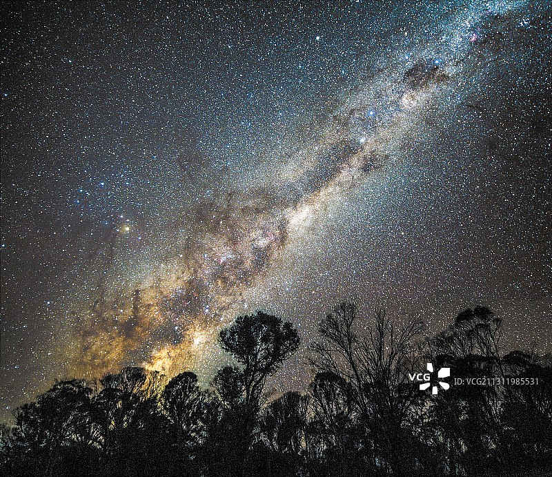 低角度的剪影的树木对星场在晚上图片素材