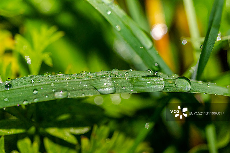雨季湿植物叶子的特写图片素材