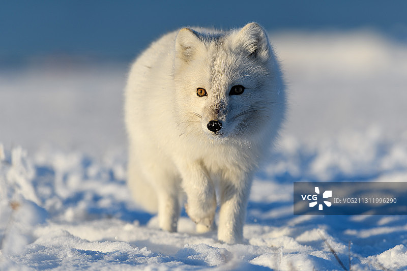 北极狐站在白雪覆盖的田野上的肖像图片素材