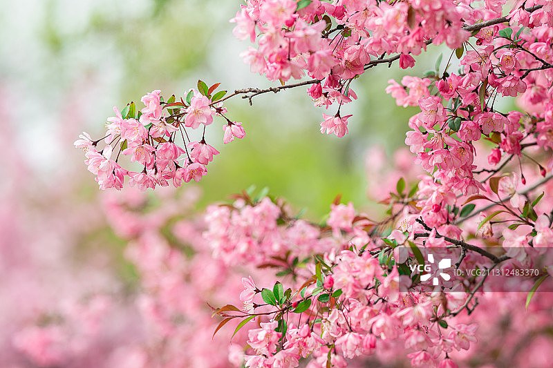 春天城市里盛开的粉色海棠花图片素材