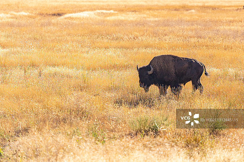 秋天，美国大提顿国家公园，野生北美野牛，特写图片素材