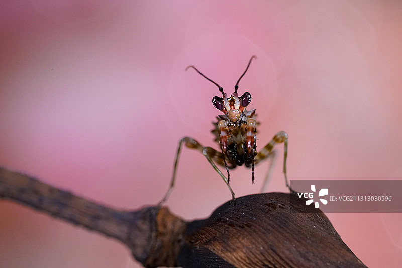 非洲坦桑尼亚刺花螳螂特写图片素材