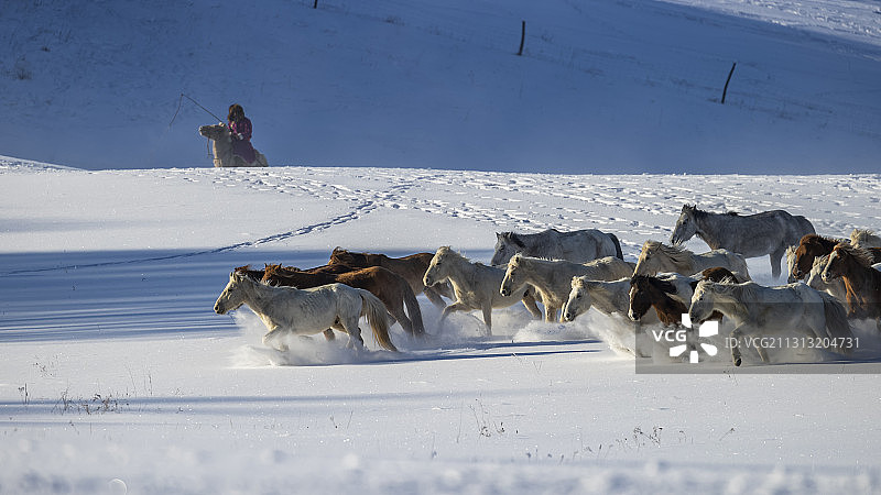 内蒙古 坝上 马踏雪花 冬季图片素材