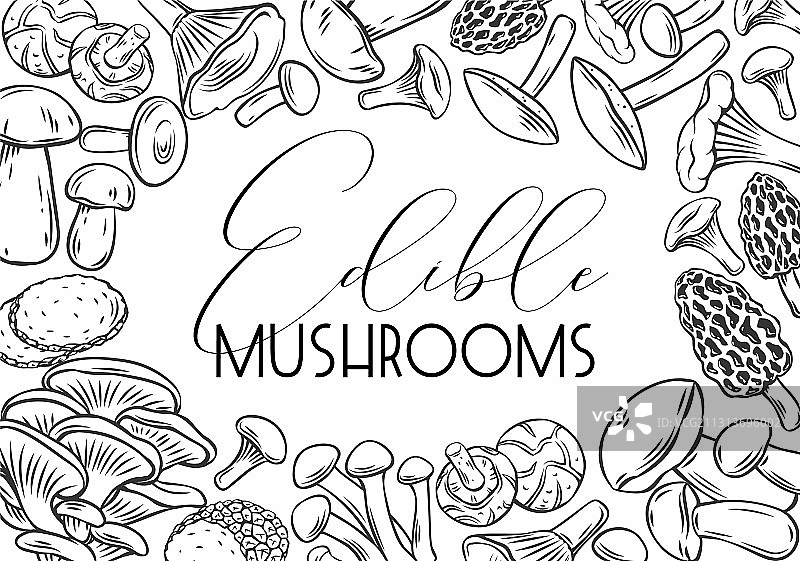 手绘食用蘑菇图片素材