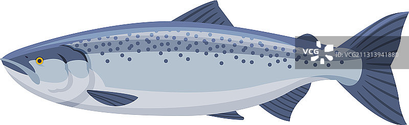 鲑鱼鱼是新鲜的水生海鱼品种图片素材