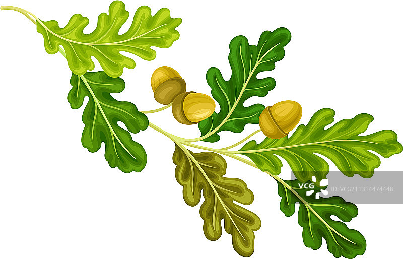 橡树的树枝上长着绿叶和橡子图片素材