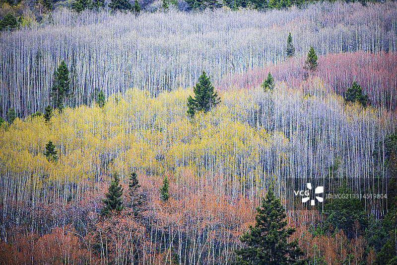 西藏林芝，米堆冰川景区，山坡上的白桦树，颜色多样图片素材