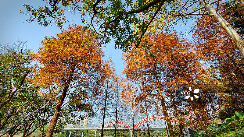 冬天，深圳洪湖公园的红杉红了图片素材