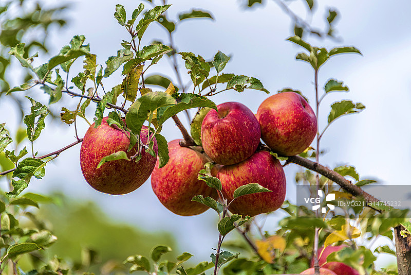 树上挂着的成熟的红苹果图片素材