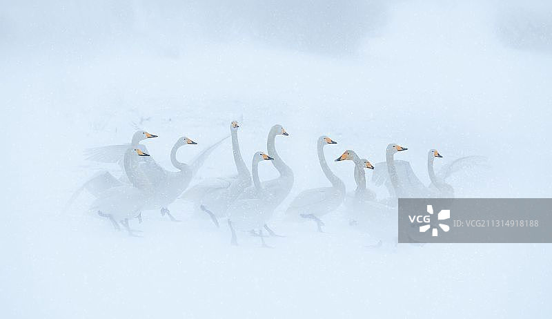 雪中的梦幻天鹅图片素材