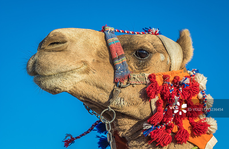 埃及阿斯旺省，阿斯旺晴朗天空下的单峰骆驼特写图片素材