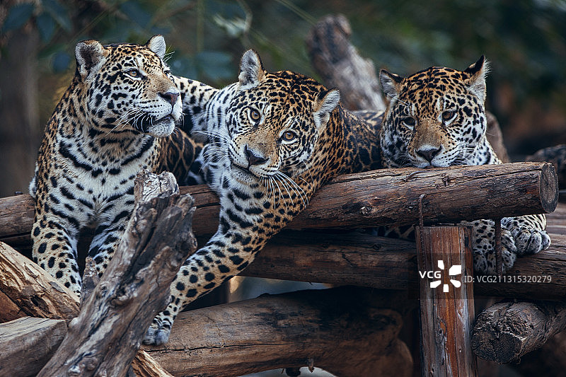 尼泊尔野生动物美洲豹图片素材
