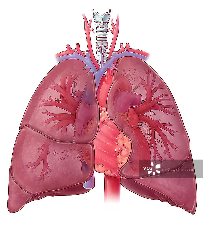 心脏插图，肺静脉图片素材