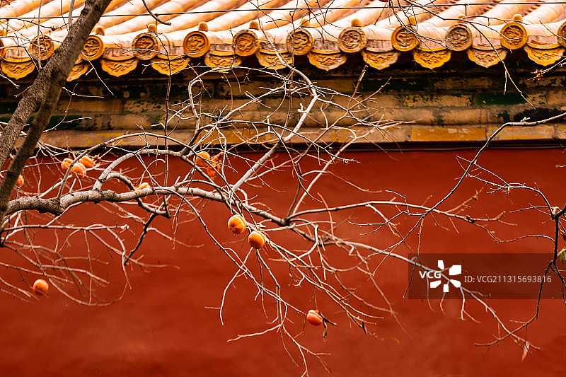 秋日故宫琉璃瓦屋檐下的柿子图片素材