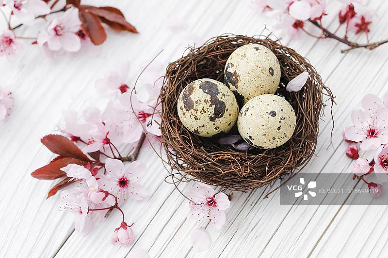复活节装饰，复活节巢用鹌鹑蛋和樱花图片素材