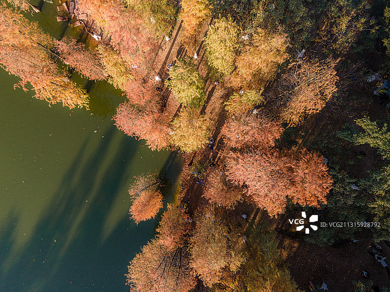 中国广州番禺大夫山森林公园水杉秋色景观图片素材