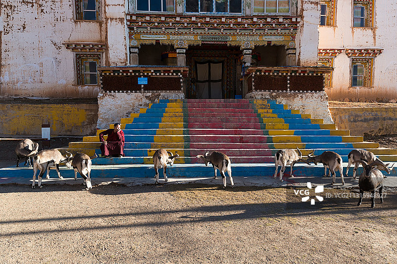 西藏芒康县尼果寺僧人和岩羊和谐相处。图片素材