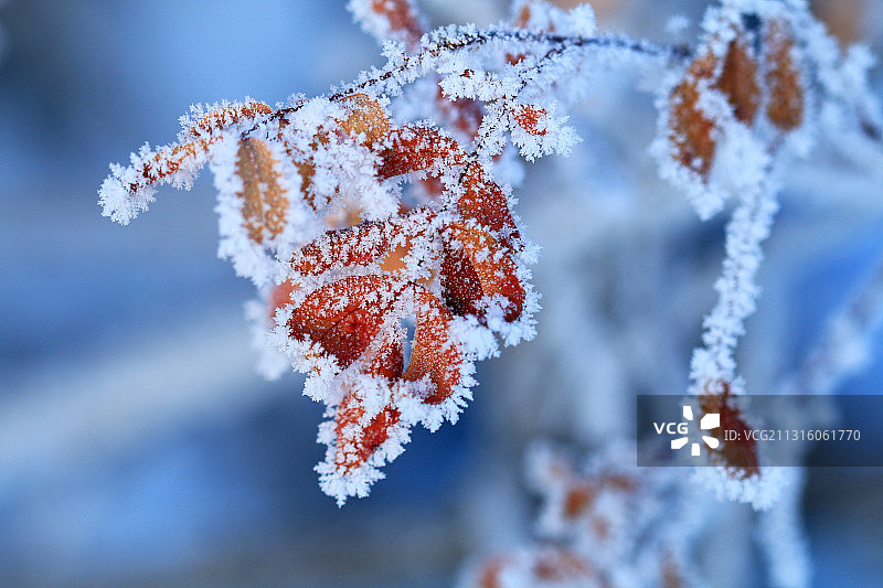 大兴安岭林区红叶冰霜图片素材