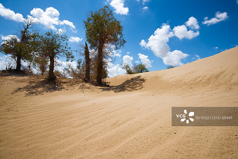 新疆维吾尔自治区晴朗天气蓝天白云沙漠和胡杨林图片素材