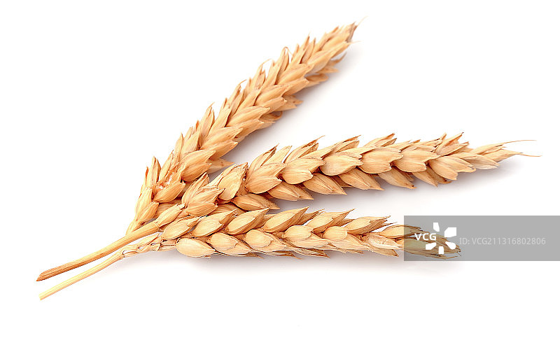 特写小麦对白色的背景图片素材