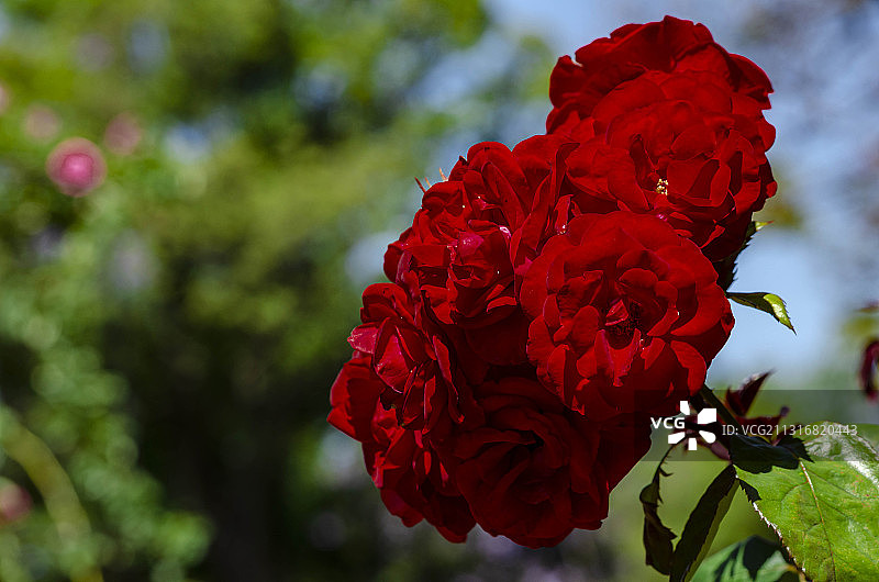 红玫瑰特写，布宜诺斯艾利斯，CABA，阿根廷图片素材