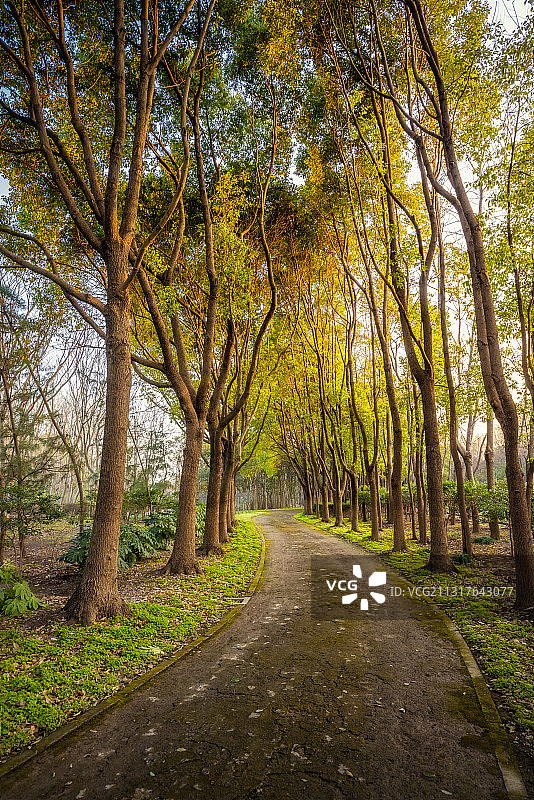 上海浦东金海湿地公园，日落时分的林间小路图片素材