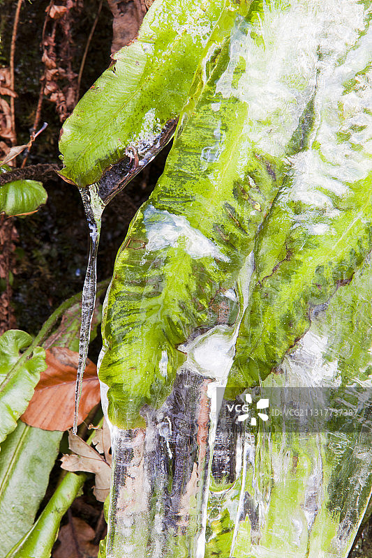 冰柱和哈特舌蕨锁在冰在安布尔赛德，湖区，英国老采石场。图片素材