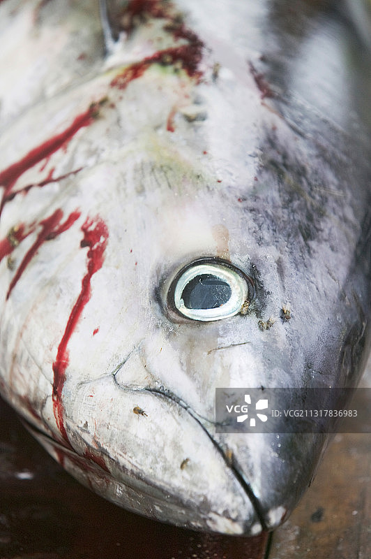 图瓦卢渔民在富纳富提环礁捕获的一条大黄鳍金枪鱼。图片素材