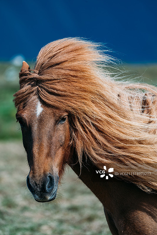 冰岛帅气的风中站立的马图片素材