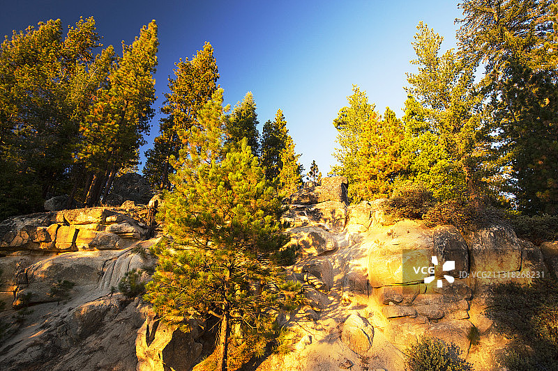 在美国加利福尼亚州约塞米蒂的树木上，夕阳的光辉。图片素材