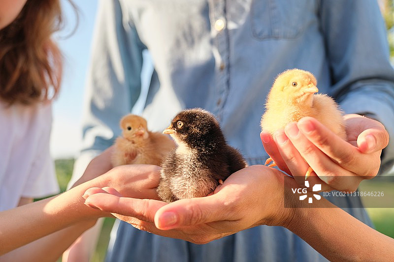 近距离观察三只新生的小鸡在孩子和母亲的手中图片素材