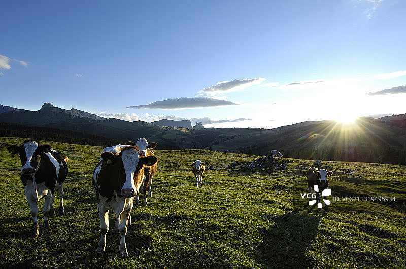 欧洲，意大利，南蒂罗尔，西乌斯阿尔卑斯高原上的牛群图片素材